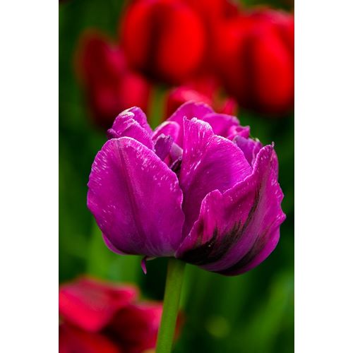 Pennsylvania-Longwood Gardens Tulip flower close-up